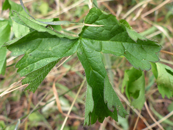 Upper stem leaf