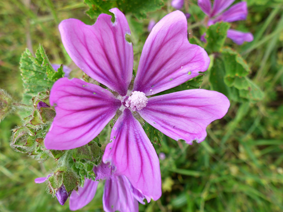 Five-petalled flower