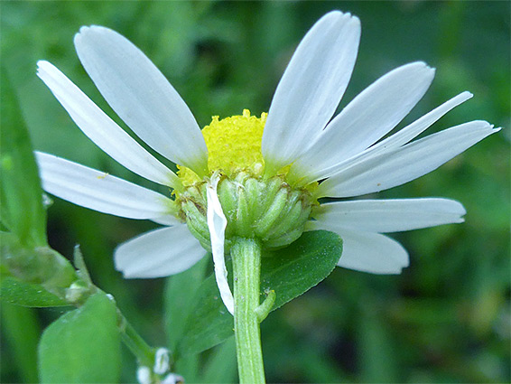 Matricaria recutita (scented mayweed), Redwick, Monmouthshire