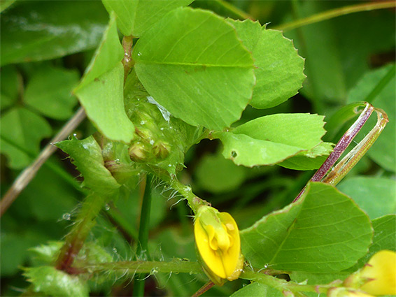 Toothed leaves