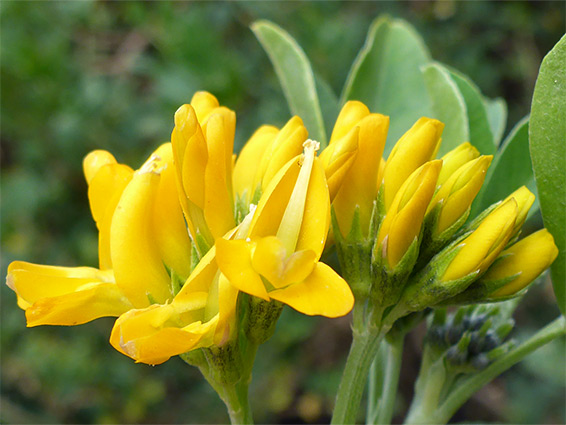 Medicago arborea (tree medick), Wain's Hill, Clevedon, Somerset