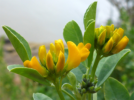 Developing flowers