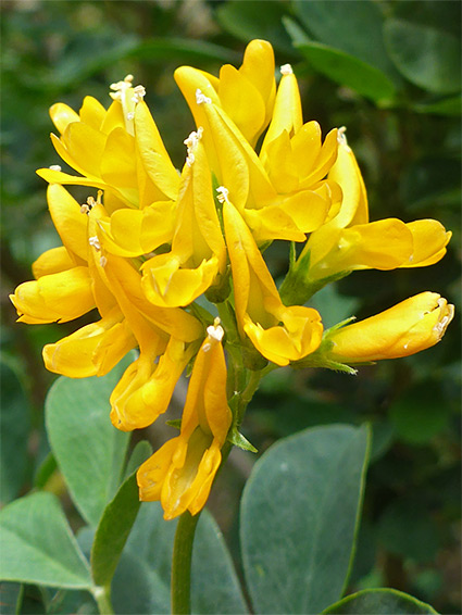 Group of flowers