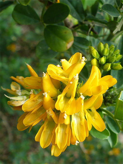 Dense flower cluster