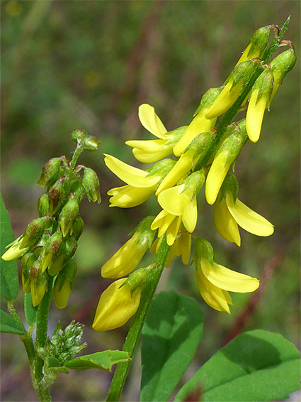 Tall melilot (melilotus altissimus), Llyn Fach, Neath Port Talbot