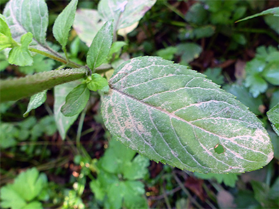 Ovate leaf