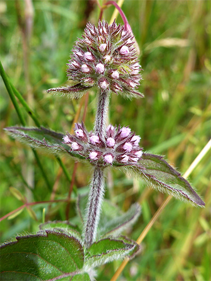 Developing flowers