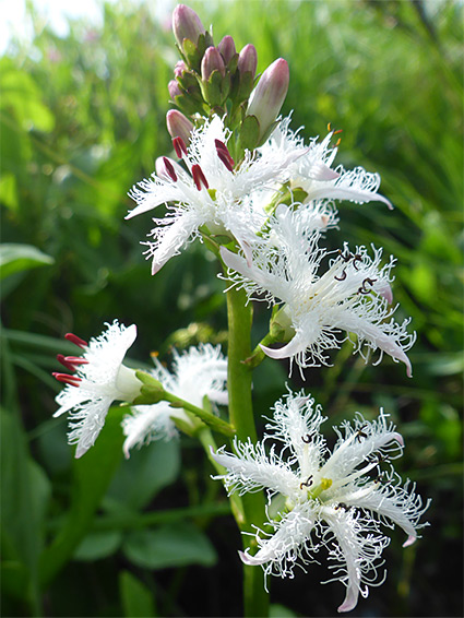 Red anthers