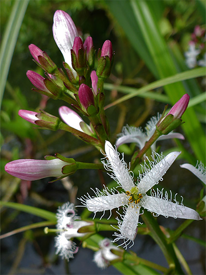 Inflorescence