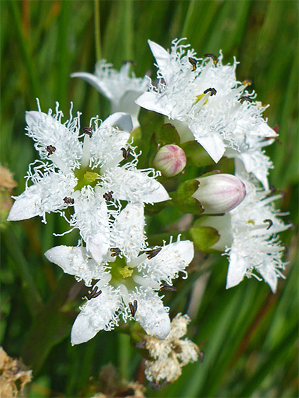 White flowers