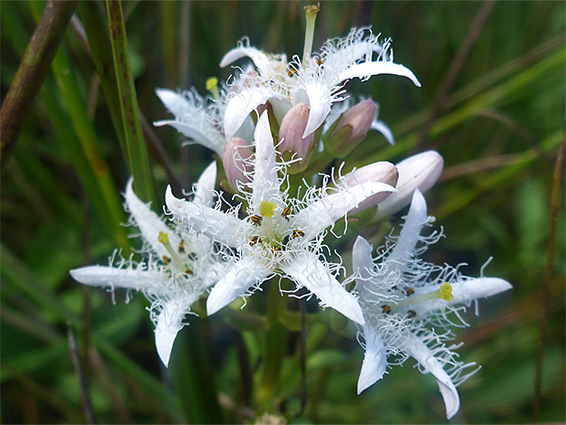 Frilly white flowers