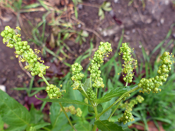 Elongated flower clusters