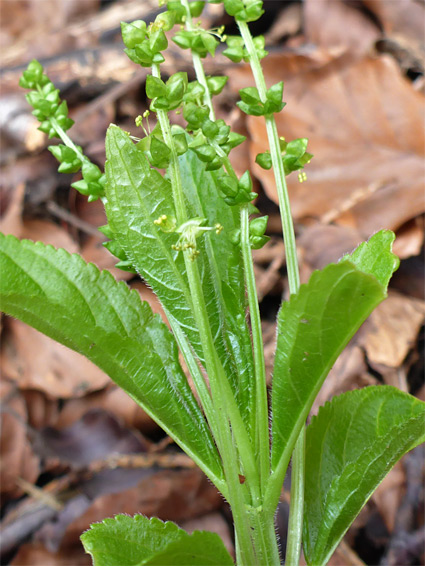 Mercurialis perennis, dog's mercury, King Arthur's Cave Nature Reserve, Herefordshire