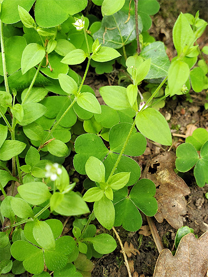 Flowering stems