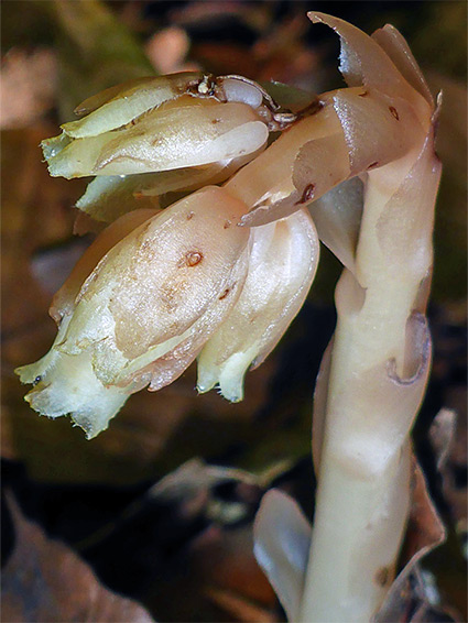 Monotropa hypopitys (yellow bird's-nest), Buckholt Wood, Gloucestershire