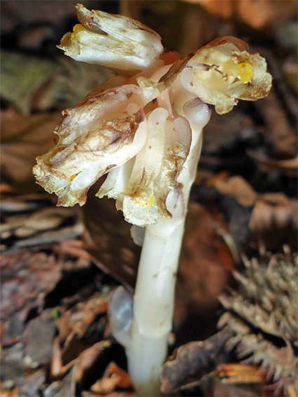 Group of flowers