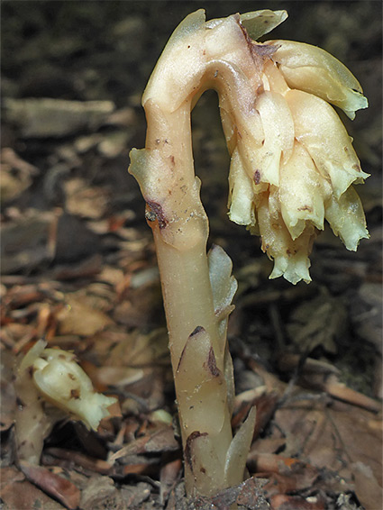 Large and small flowering stem