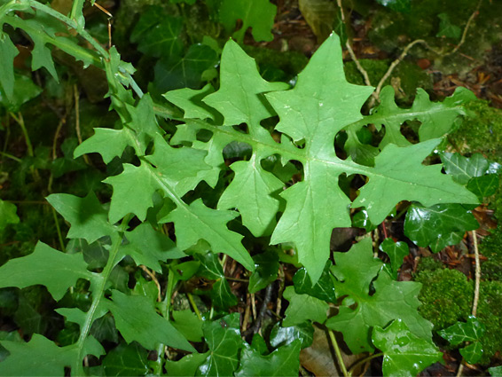 Angular leaf lobes