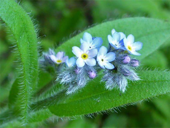 Field forget-me-not (myosotis arvensis), Hobbs Quarry, Gloucestershire