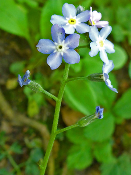 Myosotis secunda (creeping forget-me-not), Foxes Bridge Bog, Gloucesteshire