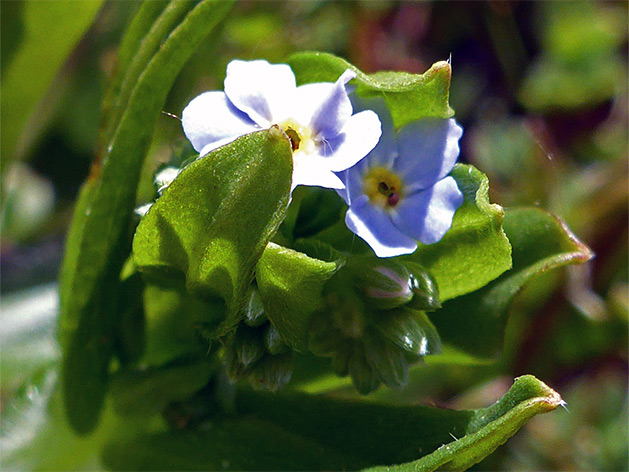 Flower cluster