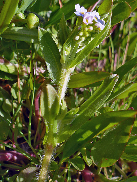 Hairy stem and stalk