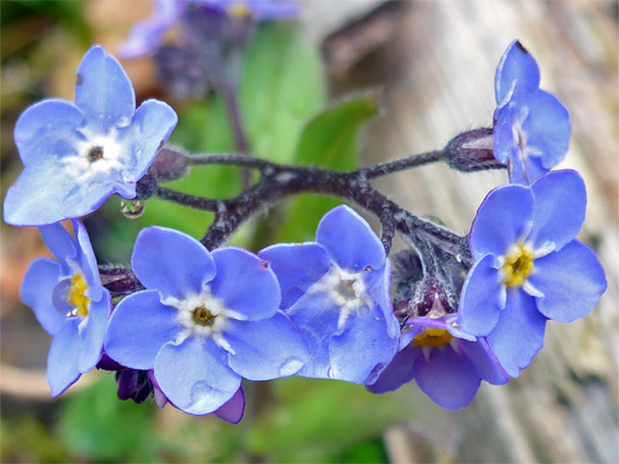 Wood forget-me-not (myosotis sylvatica), Blackadon Nature Reserve, Devon