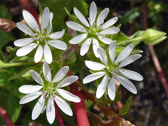 Four white flowers