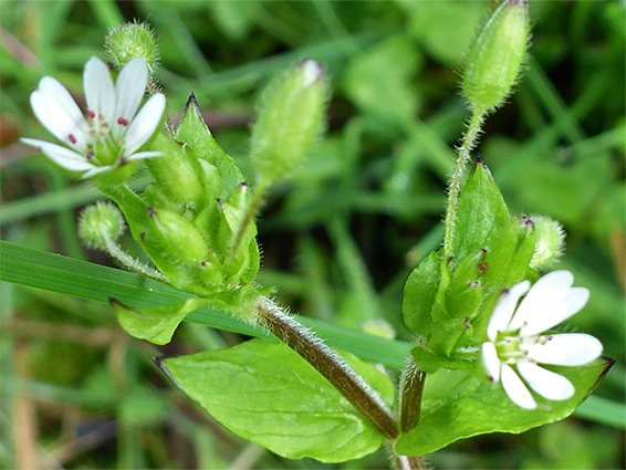 Branched inflorescence