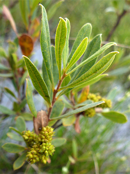 Light green leaves