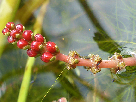 Flower spike