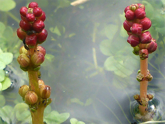 Two flower spikes