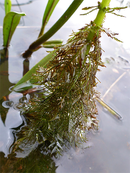 Submerged leaves