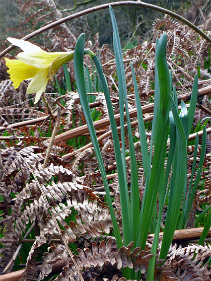 Flower and leaves