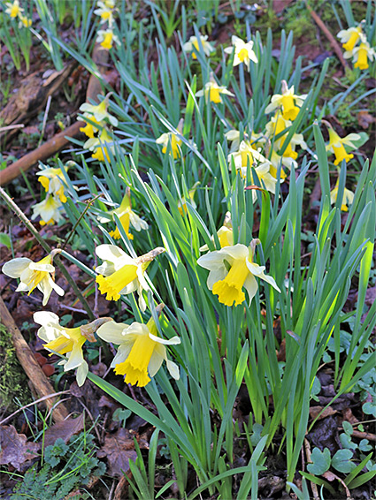 Group of plants