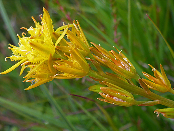 Withering inflorescence