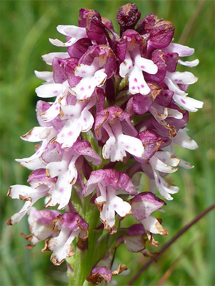 White and purple flowers