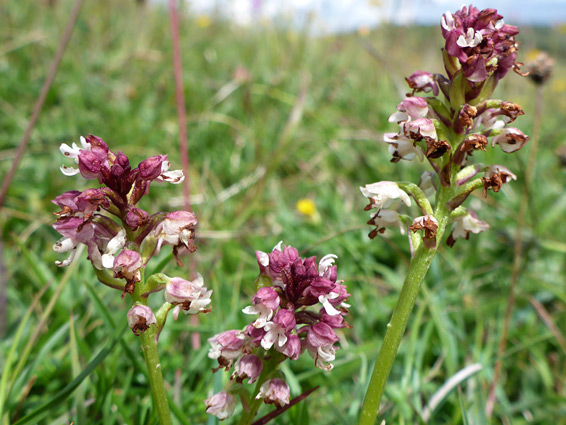 Three flower spikes