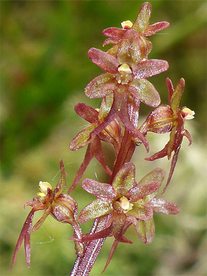 Group of flowers