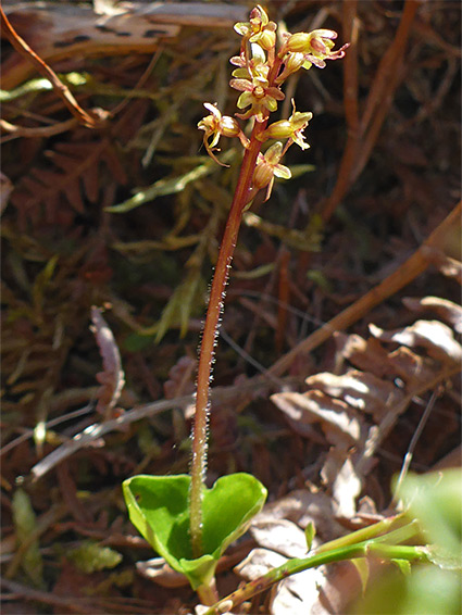 Hairy stem