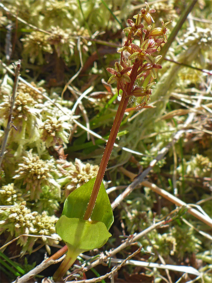 Thick, angled stem