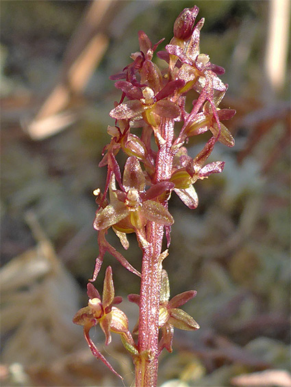 Elongated flower cluster