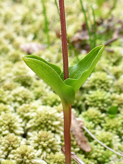 Two leaves