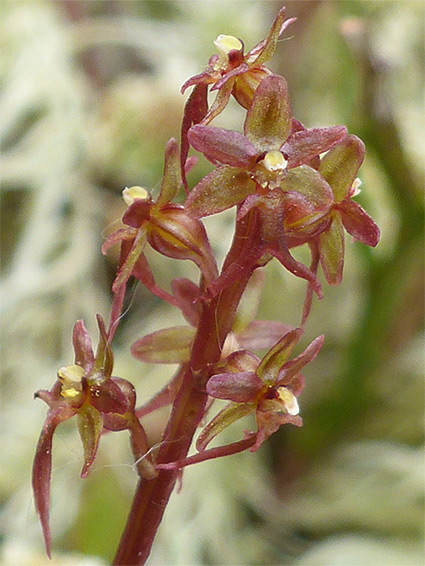 Brownish-red flowers