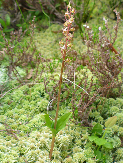 Plant in situ