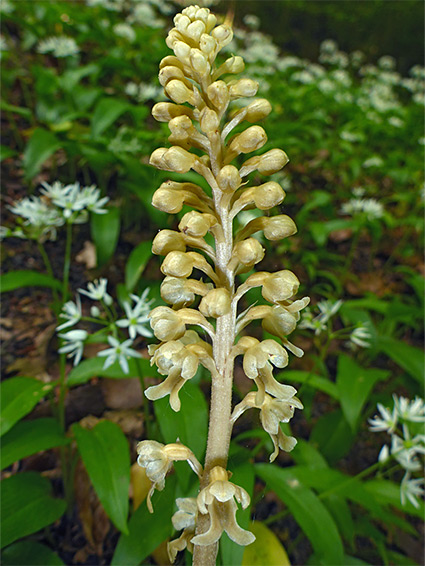 Developing inflorescence