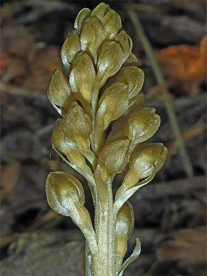 Buds