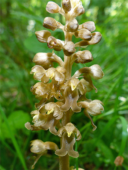 Yellow-brown flowers