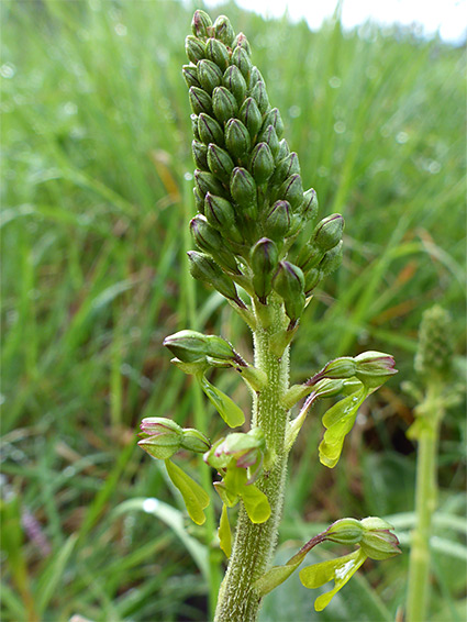 Developing inflorescence