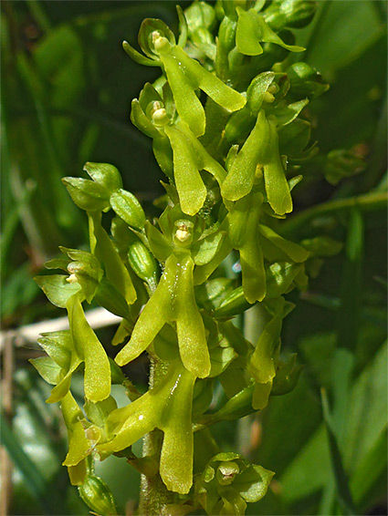 Yellow-green flowers